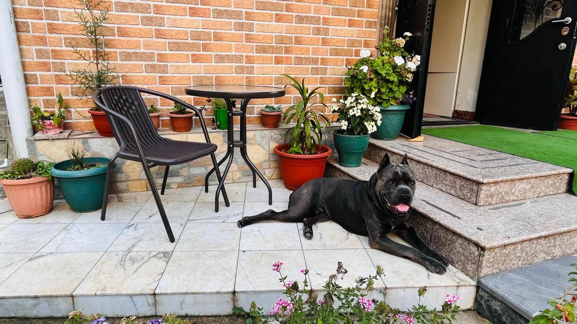 Dato'S Guesthouse 马钦加里 外观 照片